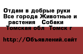 Отдам в добрые руки  - Все города Животные и растения » Собаки   . Томская обл.,Томск г.